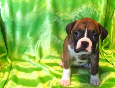 boxer cuccioli slezionati