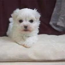 cucciolo di maltese mini 