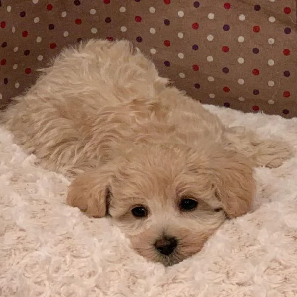 maltipoo di qualità in vendita | Foto 2