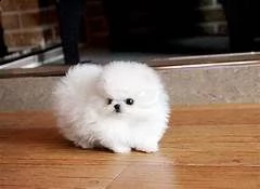 cuccioli di pomerania