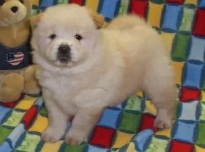 stupendi cuccioli di chow chow