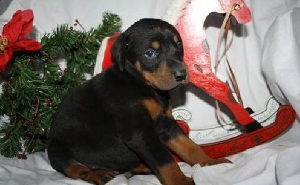 vendo,stupendi cuccioli di pura razza rottweiler di colore