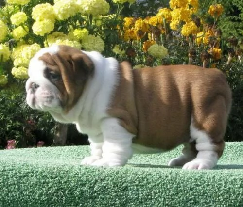 cuccioli di bulldog inglese disponibili