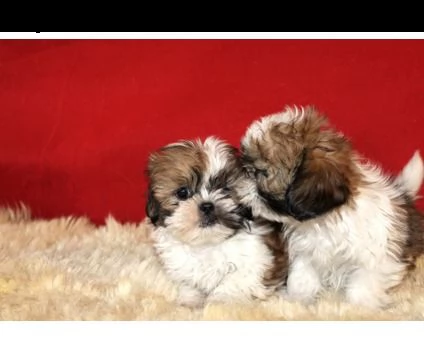  cuccioli shih tzu disponibili !!