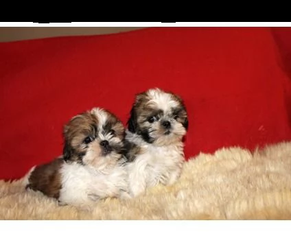  cuccioli shih tzu disponibili !! | Foto 0