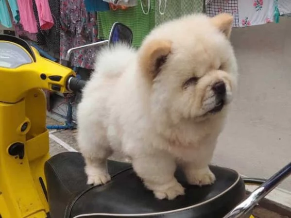 vendita disponibile cucciolo di chow chow