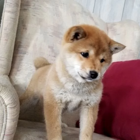 vendita cucciolo cuccioli di shiba-inu