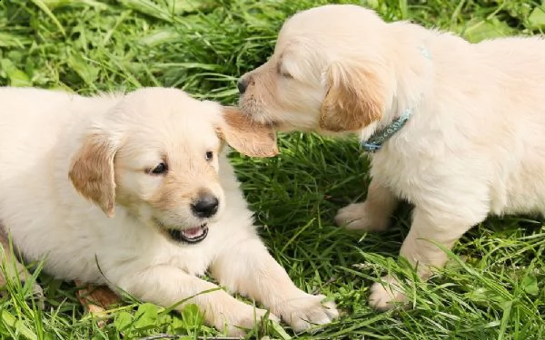 vendita cucciolo golden retriever 