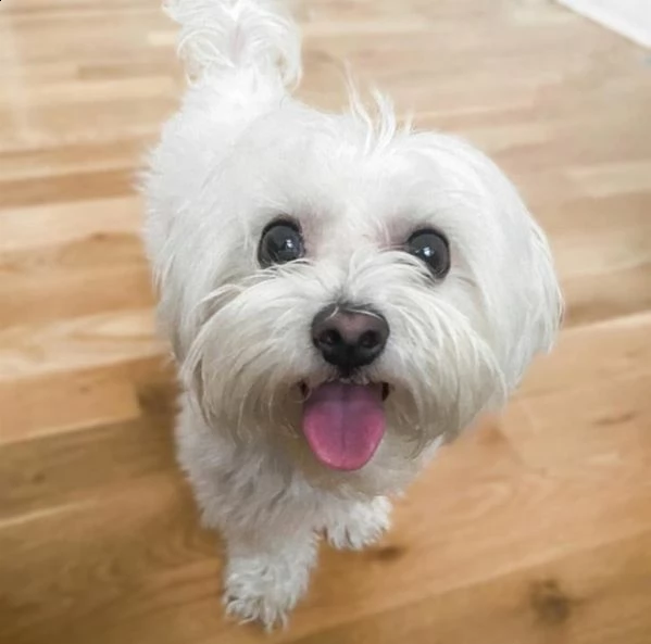 mini giocattolo cucciolo maltese 