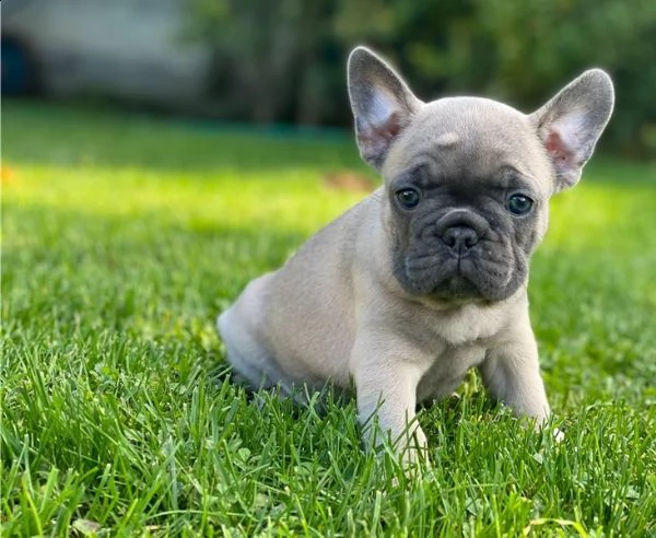 bouledogue francese cuccioli bulldog | Foto 2