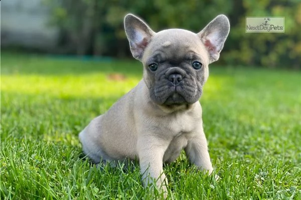 bouledogue francese cuccioli bulldog