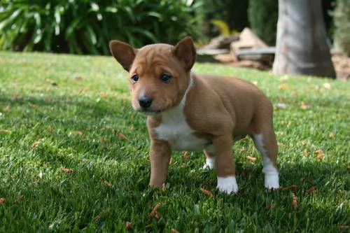 cucciolo di basenji tenerissimi intrigantissimi e buonissimi di 70 giorni sia maschi che femmina ott