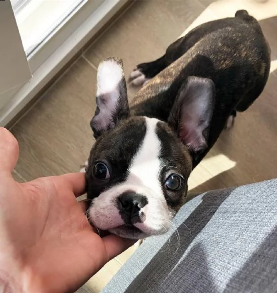 boston terrier