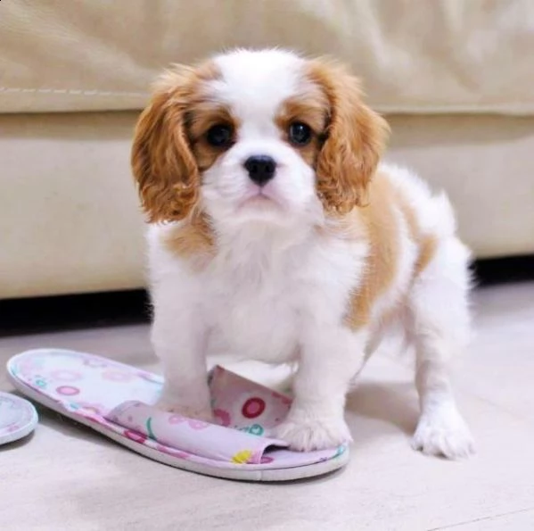 (vendita cucciolo cuccioli di cavalier king)