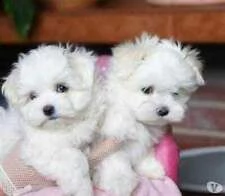 4 cuccioli di maltese toy