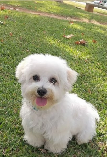 mini giocattolo cucciolo maltese bellissimo 