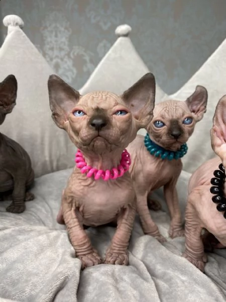 tica pedigree elf sphynx gattini in vendita !!! | Foto 3