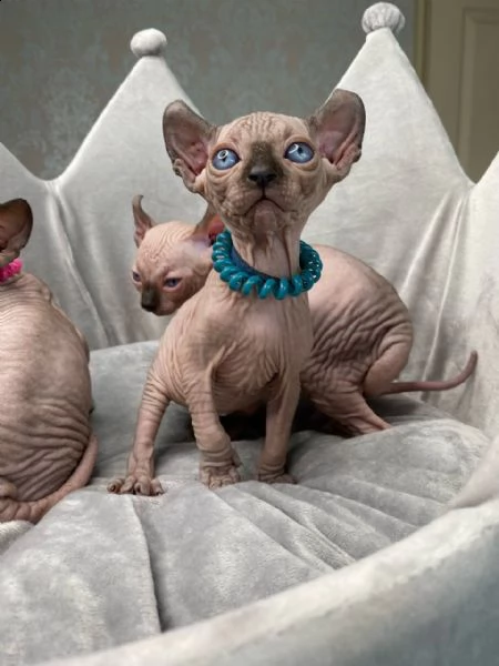 tica pedigree elf sphynx gattini in vendita !!! | Foto 2