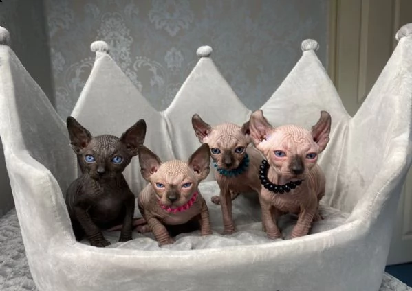 tica pedigree elf sphynx gattini in vendita !!!