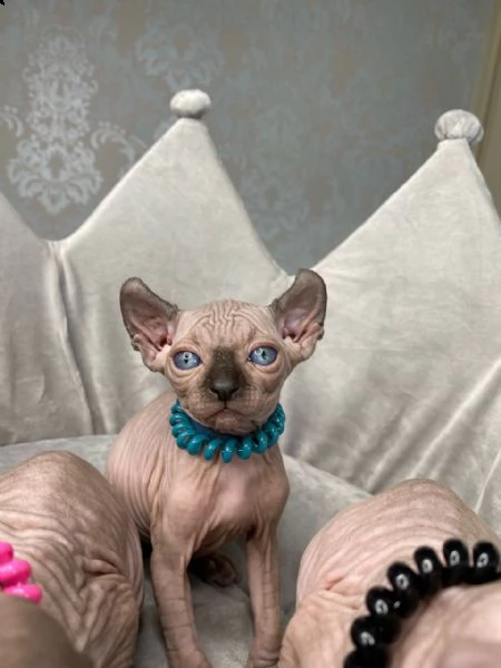 tica pedigree elf sphynx gattini in vendita !!! | Foto 1