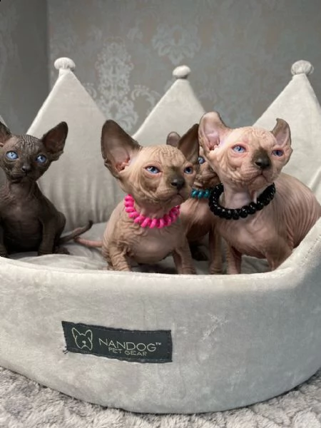 tica pedigree elf sphynx gattini in vendita !!! | Foto 0