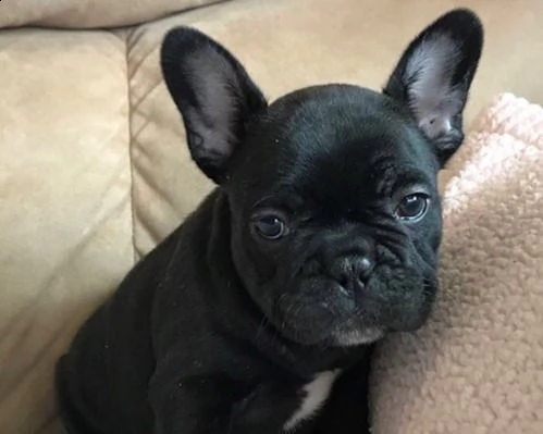 vendita splendidi cuccioli di bouledogue francese