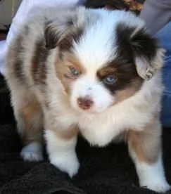 vendita cucciolo cuccioli di pastore australiano in miniatura (miniature american shepherd)