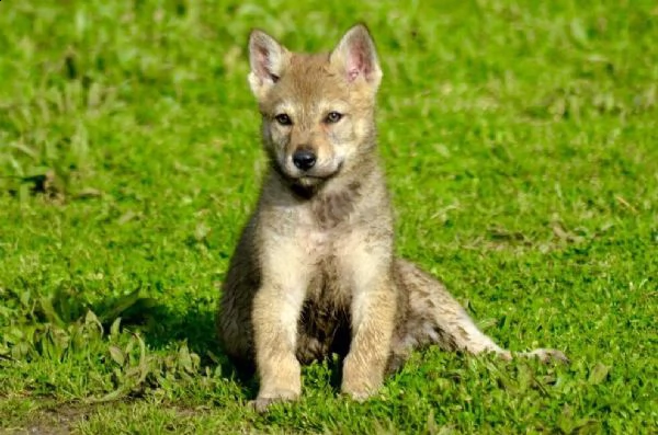 vendita cucciolo vendesi bellissima cucciola di cane lupo cecoslovacco 