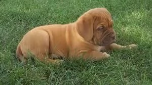 cucciolo di dogue de bordeaux tenerissimi intrigantissimi e buonissimi di 70 giorni sia maschi che f