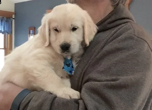 cucciolo di golden retriever di 3 mesi per regalo