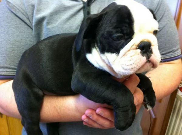 cuccioli di bouledogue francese maschio e femmina