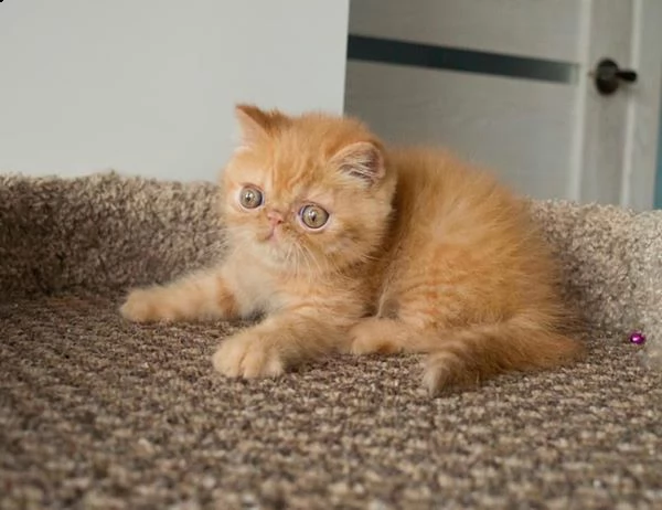 disponibili 2 cuccioli di exotic shorthair | Foto 0