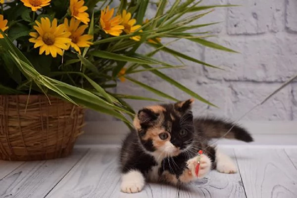 disponibili 2 cuccioli di exotic shorthair