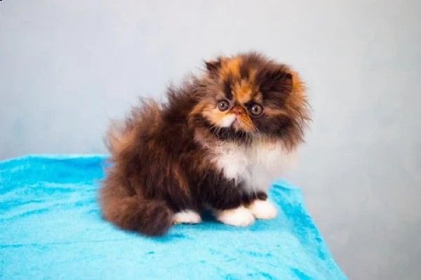 vende cuccioli di pura razza exotic shorthair | Foto 1