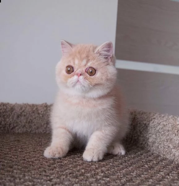 vende cuccioli di pura razza exotic shorthair | Foto 0