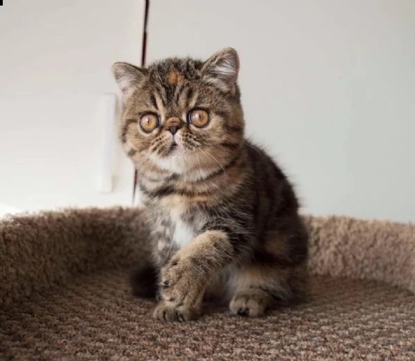 vende cuccioli di pura razza exotic shorthair