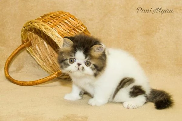 cuccioli exotic shorthair | Foto 1