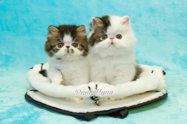 cuccioli exotic shorthair | Foto 0