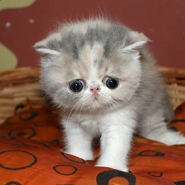 cuccioli exotic shorthair