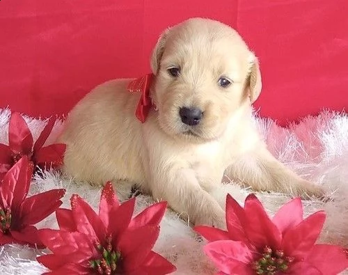 (vendita cuccioli golden retriever maschi femmina) | Foto 0