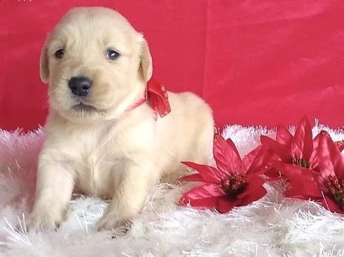 (vendita cuccioli golden retriever maschi femmina)