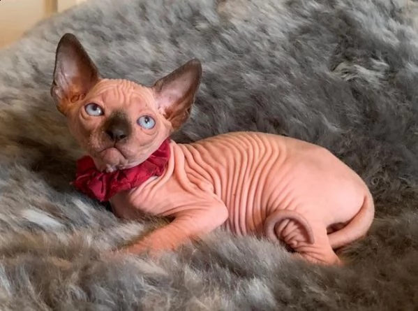  sphynx kittens | Foto 0