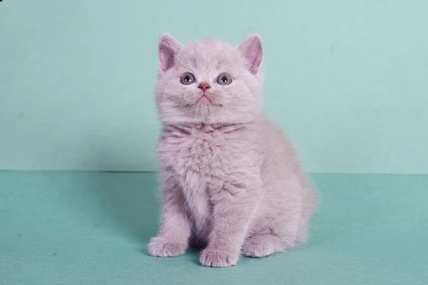 british blue shorthair kittens