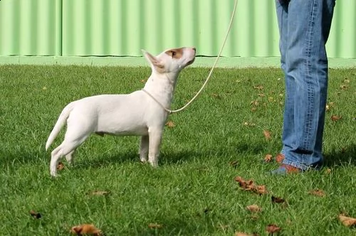 bull terrier puppies | Foto 0