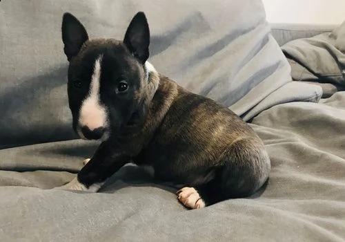 bull terrier puppies