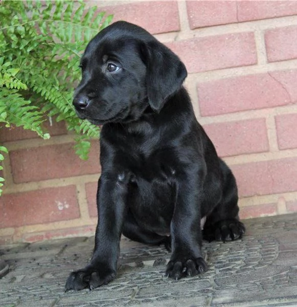 labrador retriever puppies