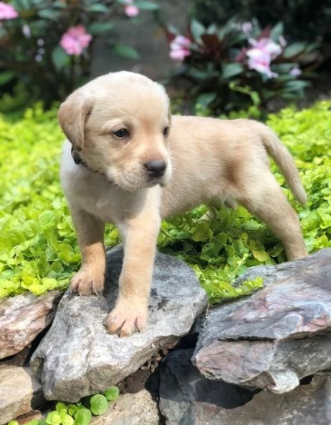 labrador retriever puppies | Foto 0