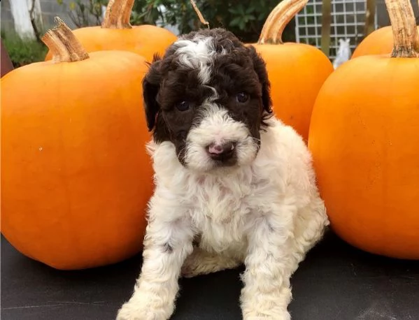 lagotto romagnolo