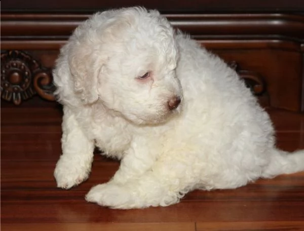 lagotto romagnolo | Foto 0