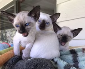 siamese kittens